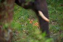Bengal Tiger (Panthera tigris) sub-adult, approximately 17-19 months old, seen beneath elephant trunk. Endangered. Bandhavgarh National Park, India. Non-ex.