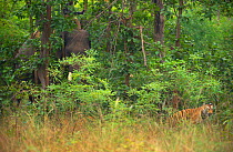 Bengal Tiger (Panthera tigris) sub-adult, approximately 17-19 months old, turns and runs from undergrowth as elephant (Elephas maximus) approaches it. Endangered. Bandhavgarh National Park, India. Non...