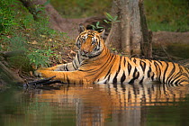 Bengal Tiger (Panthera tigris) sub-adult, approximately 17-19 months old, cools off by lying in a secluded forest pool. Endangered. Bandhavgarh National Park, India. Non-ex.