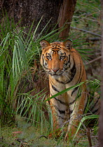 Bengal Tiger (Panthera tigris) sub-adult, approximately 17-19 months old, amongst forest vegetation. Endangered. Bandhavgarh National Park, India. Non-ex.