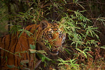 Bengal Tiger (Panthera tigris) sub-adult male, approximately 17-19 months old, stalking prey. Endangered. Bandhavgarh National Park, India. Non-ex.