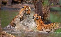 Bengal Tigers (Panthera tigris), sub-adults, approximately 17-19 months old, playfighting in forest pool. Endangered. Bandhavgarh National Park, India.  Non-ex