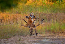 Bengal Tigers (Panthera tigris), two subadults, approximately 17-19 months old, leaping, playing and fighting. Endangered. Bandhavgarh National Park, India. Non-ex. Sequence 1 of 2.