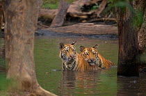 Bengal Tigers (Panthera tigris), siblings, (female at left, male at right), approximately 17-19 months old, cool off together by sitting in forest pool.  Bandhavgarh National Park, India. Non-ex.