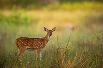 Chital / Spotted deer (Axis axis) young female in meadow in early morning light. Bandhavgarh National Park, India. Non-ex.