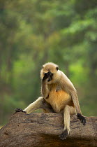 Hanuman / Northern Plains Grey Langur (Presbytis entellus) adult female appears to sit in contemplative mood. Bandhavgarh National Park, India. Non-ex.