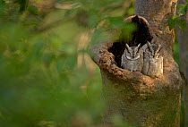 Indian Scops Owl (Otus bakkamoena) adults roosting in tree nest hole. Bandhavgarh National Park, India. Non-ex.