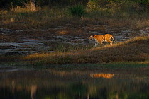 Bengal Tiger (Panthera tigris) adult female is spotlit by early morning light and reflected in lake water lake. Endangered. Bandhavgarh National Park, India. Non-ex.