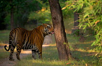 Bengal Tiger (Panthera tigris) large six year old adult male licks a tree trunk that has been marked by another tiger, possibly to detect whether a female was in oestrus. Endangered. Bandhavgarh Natio...