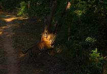 Bengal Tiger (Panthera tigris) six year old adult male marks a tree with his scent by rubbing his neck on it. Endangered. Bandhavgarh National Park, India. Non-ex.