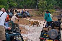 Bengal Tiger (Panthera tigris) 11 year adult male crossing forest road between vehicles with people watching. Endangered. Bandhavgarh National Park, India. Non-ex. No release available.