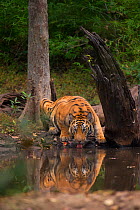 Bengal Tiger (Panthera tigris) sub-adult, approximately 17-19 months old, drinking at a forest pool. Endangered. Bandhavgarh National Park, India. Non-ex.