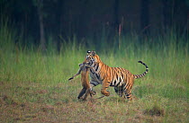 Bengal Tiger (Panthera tigris) sub-adult, about 16-19 months old, running through a meadow with a Hanuman langur kill. Endangered. Bandhavgarh National Park, India. Non-ex.