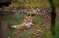 Bengal Tiger (Panthera tigris) sub-adult, approximately 17-19 months old, cools off by lounging in a secluded forest pool. Endangered. Bandhavgarh National Park, India. Non-ex.