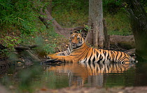 Bengal Tiger (Panthera tigris) sub-adult, approximately 17-19 months old, cools off by lying in a secluded forest pool. Endangered. Bandhavgarh National Park, India. Non-ex.