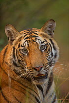 Bengal Tiger (Panthera tigris) sub-adult, approximately 17-19 months old, portrait. Endangered. Bandhavgarh National Park, India. Non-ex.