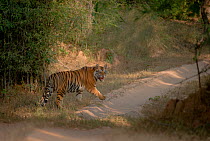 Bengal Tiger (Panthera tigris) sub-adult, approximately 16-19 months old, snarling at photographer. Endangered. Bandhavgarh National Park, India. Non-ex.