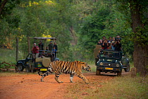 Bengal Tiger (Panthera tigris) sub-adult female, approximately 10-14 months old, crosses road while being photographed by tourists. Endangered. Bandhavgarh National Park, India. Non-ex.