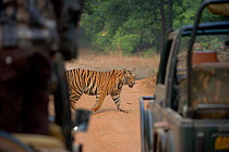 Bengal Tiger (Panthera tigris) sub-adult female, approximately 10-14 months old, looking at tourist jeeps. Endangered. Bandhavgarh National Park, India. Non-ex.