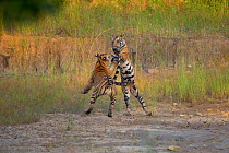 Bengal Tigers (Panthera tigris) sub-adults, approximately 17-19 months old, play-fighting. Endangered. Bandhavgarh National Park, India. Non-ex. Sequence 2 of 2.