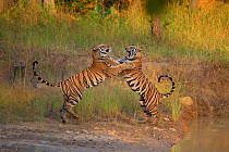Bengal Tigers (Panthera tigris) sub-adults, approximately 17-19 months old, playfighting. Endangered. Bandhavgarh National Park, India. Non-ex. Sequence 1 of 2.