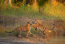 Bengal Tigers (Panthera tigris) sub-adults, approximately 17-19 months old, playfighting. Endangered. Bandhavgarh National Park, India. Non-ex. Sequence 2 of 2.