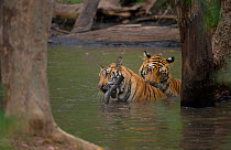 Bengal Tiger (Panthera tigris) sub-adults, approximately 17-19 months old, playfighting in a forest pool. Endangered. Bandhavgarh National Park, India.