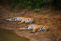 Bengal Tigers (Panthera tigris) sub-adults, approximately 17-19 months old, resting together beside a forest pool. Endangered. Bandhavgarh National Park, India.