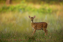 Chital / Spotted Deer (Axis axis) young female in a meadow in early morning light. Bandhavgarh National Park, India.
