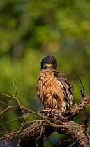 Crested Serpent Eagle (Spilornis cheela) adult with crest erect. Bandhavgarh National Park, India.