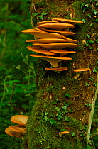 Dryad's Saddle (Polyporus squamosus) growing on tree trunk in a deciduous woodland. Derbyshire, UK,