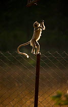 Hanuman / Northern Plains Grey Langur (Presbytis entellus). A youngster prepares to leap from the controversial fence that now surrounds large sections of Bandhavgarh National Park, to a tree branch h...