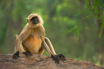 Hanuman / Northern Plains Grey Langur (Presbytis entellus) adult female sitting. Bandhavgarh National Park, India.