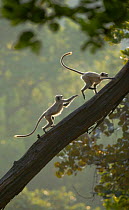 Hanuman / Northern Plains Grey Langur (Presbytis entellus) two youngsters chase each other up a sloping tree. Bandhavgarh National Park, India.