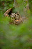 Indian Scops Owl (Otus bakkamoena) two adults roosting in their nest hole. Bandhavgarh National Park, India.