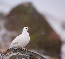 Ptarmigan (Lagopus mutus) adult male in white winter plumage. Cairngorm Mountains, Scotland, UK.