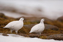 Ptarmigan (Lagopus mutus) adult females in white winter plumage. Cairngorm Mountains, Scotland, UK, February.