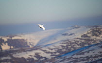 Ptarmigan (Lagopus mutus) flying against mountainous backdrop. Cairngorms Mountains, Scotland, UK, March.