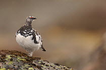 Ptarmigan (Lagopus mutus) adult with plumage between winter white and summer brown.  Cairngorm Mountains, Scotland, UK, April.