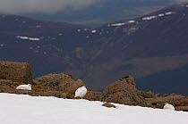 Ptarmigan (Lagopus mutus) adults in white winter plumage on mountain ridge. Cairngorms Mountains, Scotland, UK, February.
