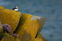 Puffin (Fratercula arctica) yawning or calling on coastal rocks. Saltee Islands, Republic of Ireland.