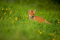 Red Fox (Vulpes vulpes) cub in meadow. Derbyshire, UK, June.