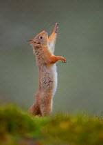 Red Squirrel (Sciurus vulgaris) adult reaching up. Cairngorms National Park, Scotland, UK, March.