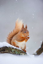 Red Squirrel (Sciurus vulgaris) adult sitting and feeding in snowfall. Cairngorms National Park, Scotland, UK, March.