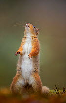 Red Squirrel (Sciurus vulgaris) adult standing. Cairngorms National Park, Scotland, UK, March.