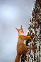 Red Squirrel (Sciurus vulgaris) adult climbing a snow-covered tree. Cairngorms National Park, Scotland, UK, March.
