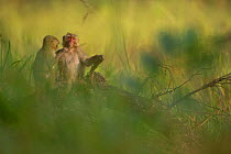 Rhesus Macaques (Macaca mulatta) mutually grooming. Bandhavgarh National Park, India.