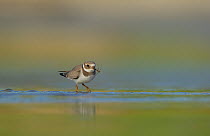Ringed Plover (Charadrius hiaticula) with caught insect. Shetland Islands, Scotland, UK, September.