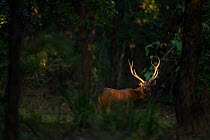 Sambar Deer (Cervus/ Rusa unicolor) adult male antlers seen through forest. Bandhavgarh National Park, India.