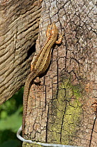 Common / Viviparous Lizard (Lacerta vivipara). Wiltshire, England, May.